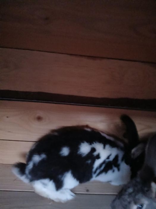 Młodego samce mieszańce