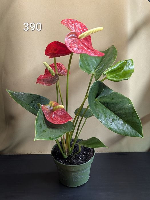 Антуріум Querida червоний з крупними квітами