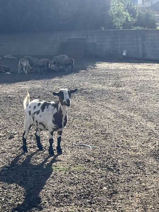 Macho Anão Castrado