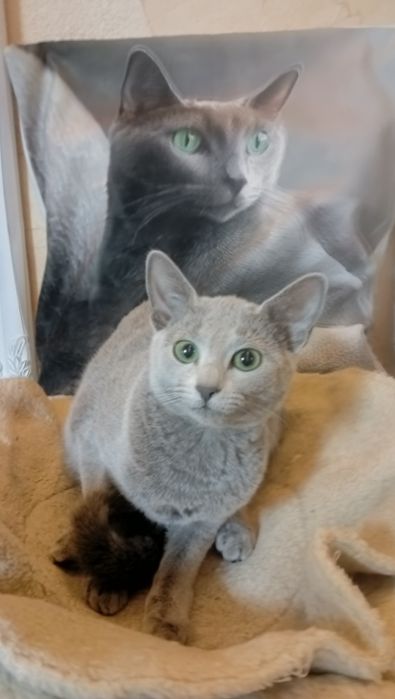 Kot Rosyjski Niebieski FPL