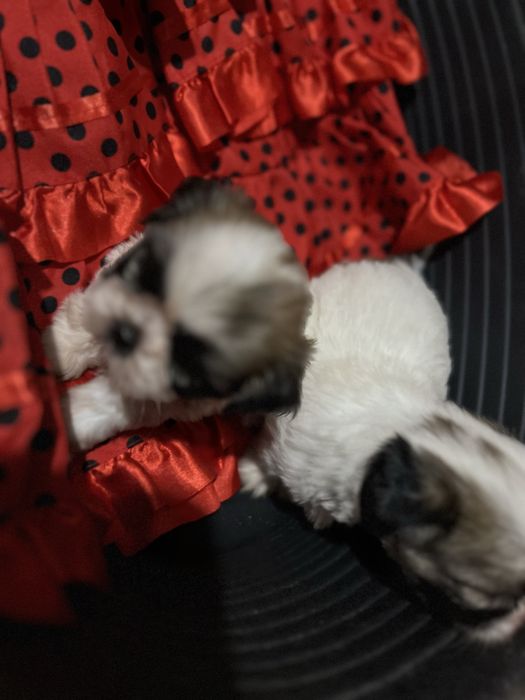 Shi-tzu.excelemte femea