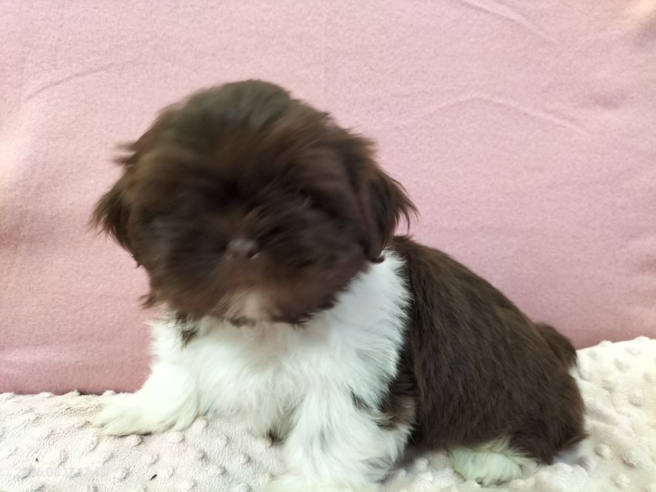 Piesek Shih tzu Rezerwacja