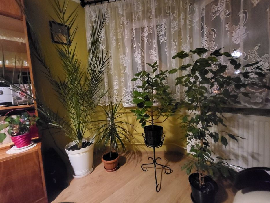 Sprzedam monstera dracena  Palma Szaflara aloes clusia fikus