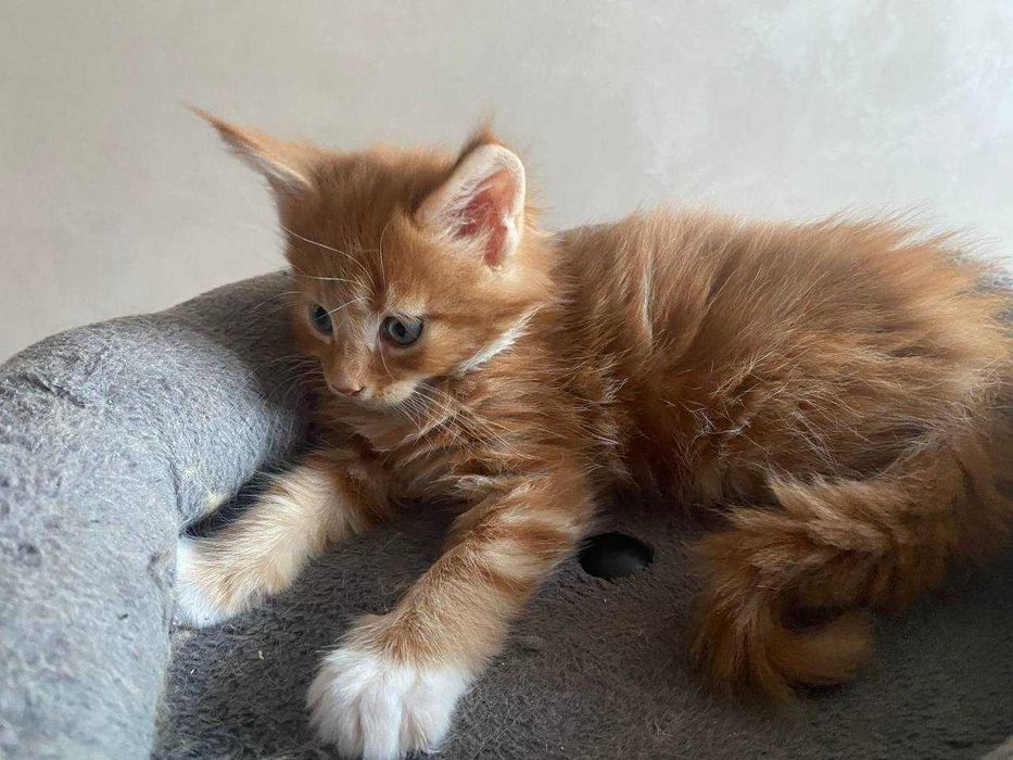 Кошенята Мейн-кун