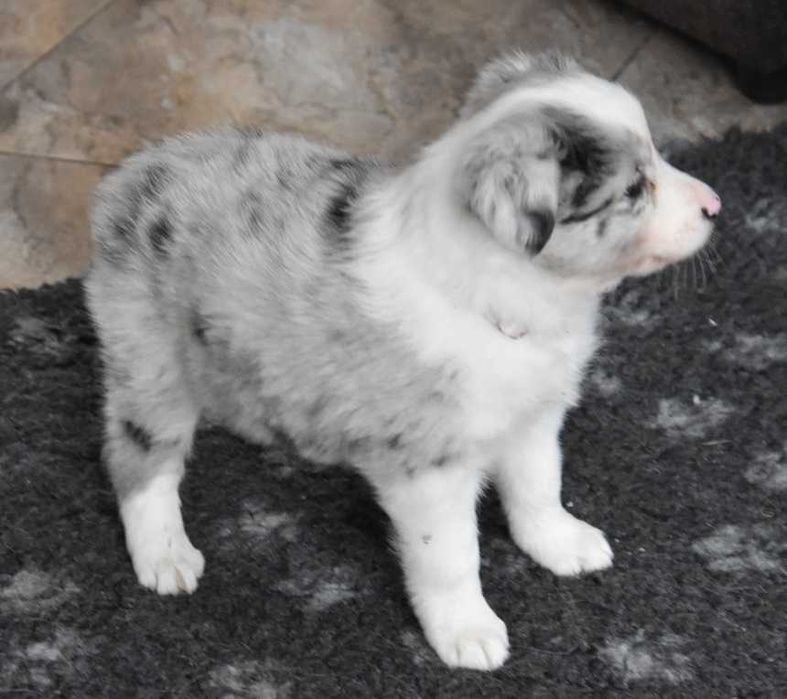 Szczenie Border Collie