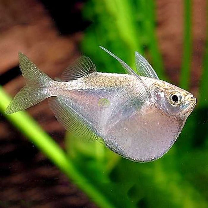 Topornica wielka - Thoracocharax stellatus - dowóz, wysyłka