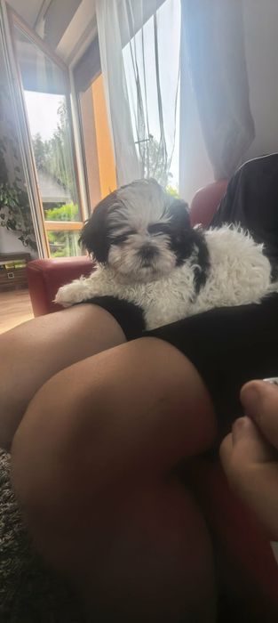 Szczeniak shih tzu