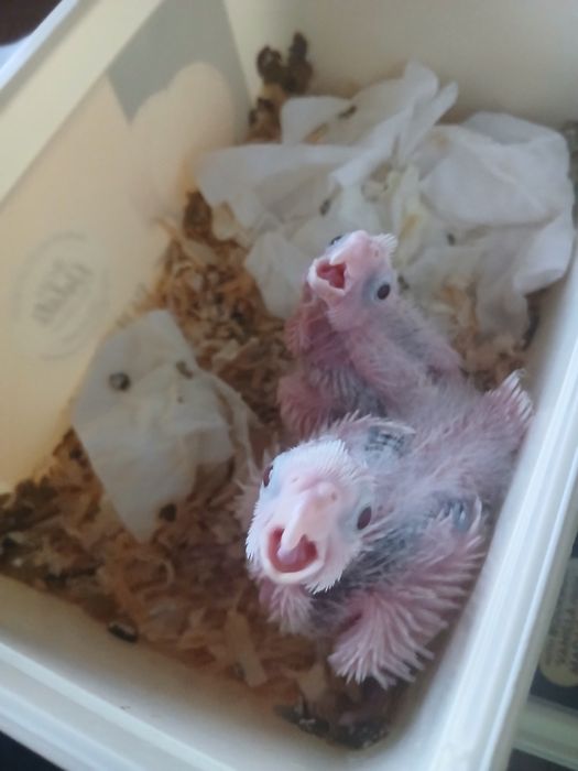 Caturra reverso para criar a mão!