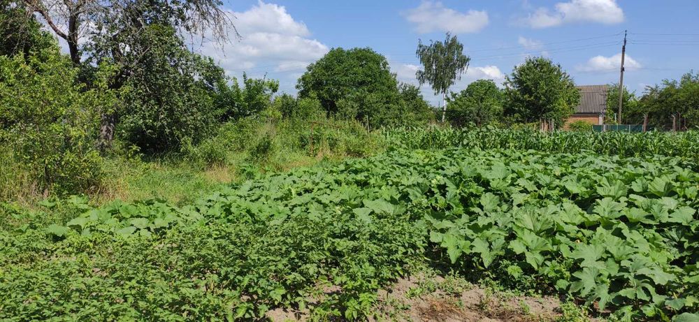 (3) Продам земельну ділянку в с. Сальник 0925