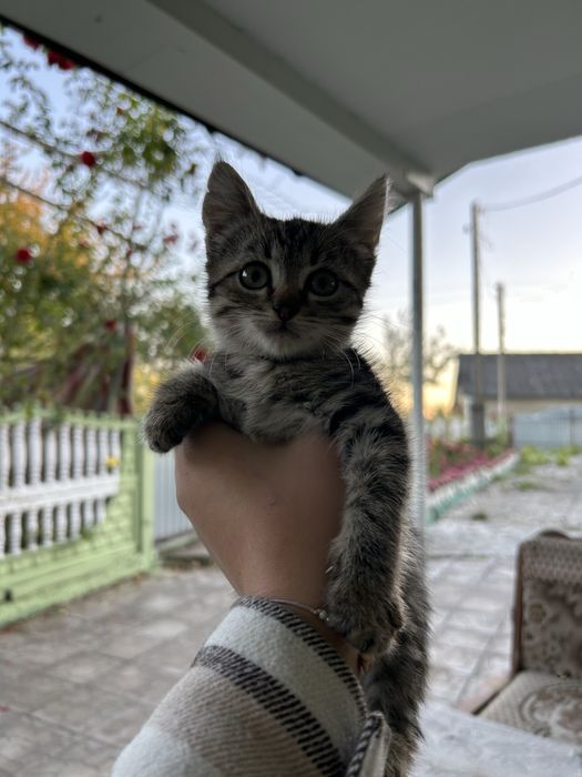 Кицюня шукає дім