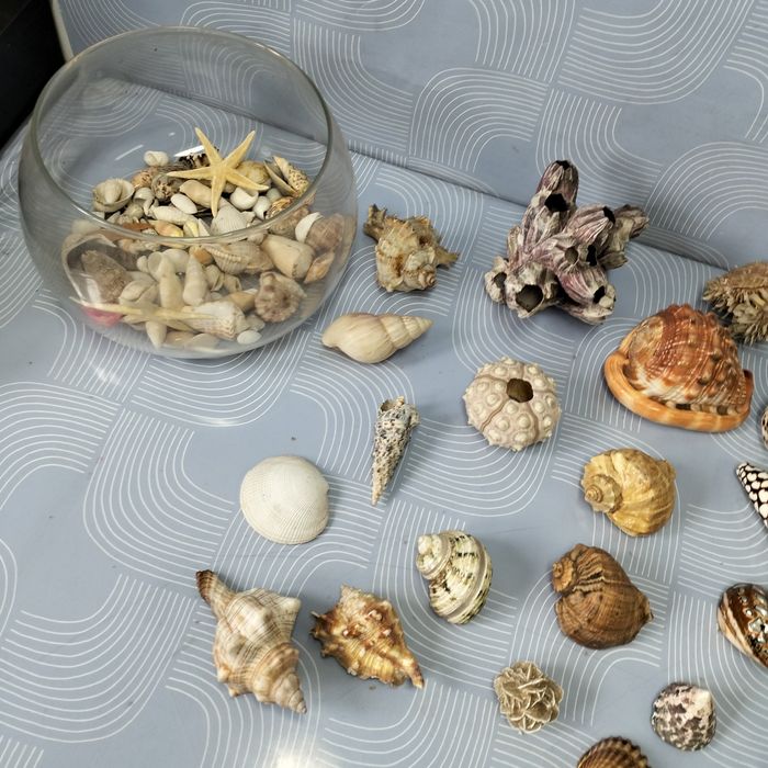 Piękne muszle dekoracja