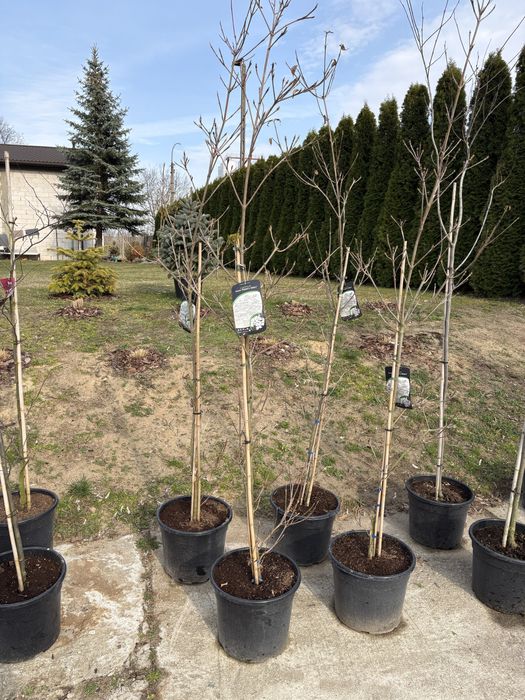 Dereń (Comus kousa robert’s select)