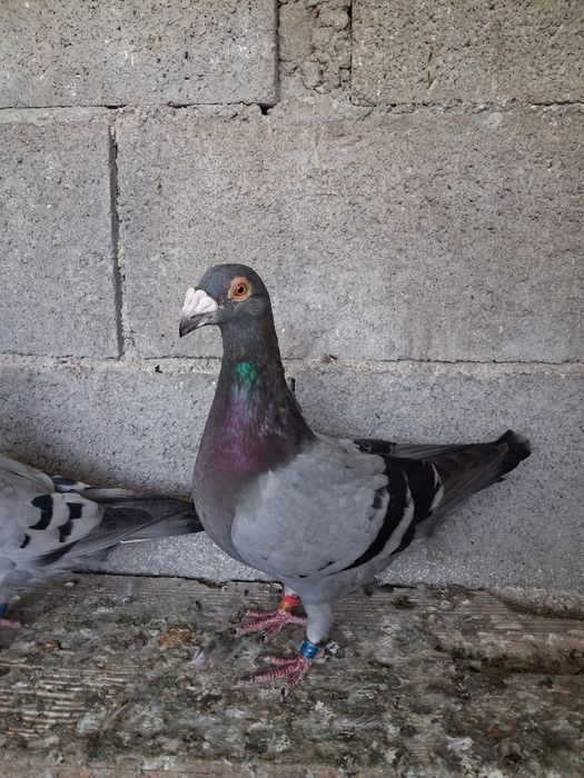 pombos correuos de linha antiga