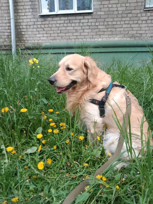 Золотистый ретривер кобель. Вязка 100гр