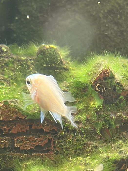 Peixes papagaio anao