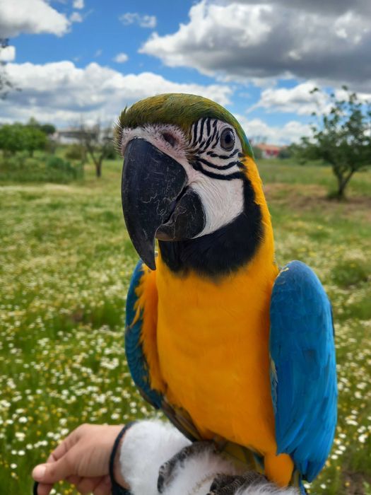 Arara ararauna femea