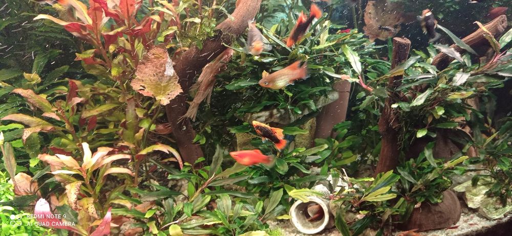 Продам буцефаландри  4  види.