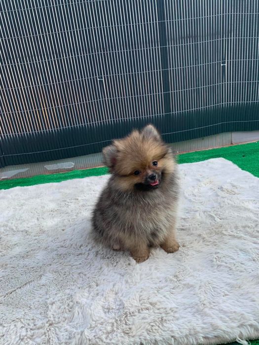 Spitz anão fêmea