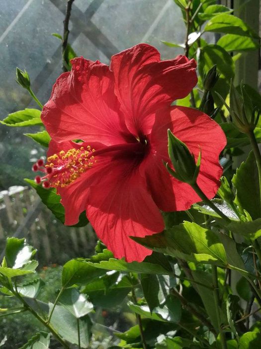 Продам гибискус,розмарин,розы,колеус,хризантемы,жакаранду,авокадо и др