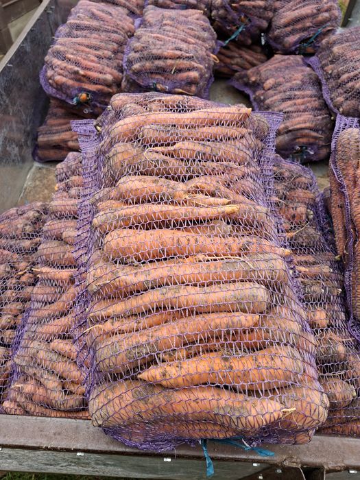 В продажі морква