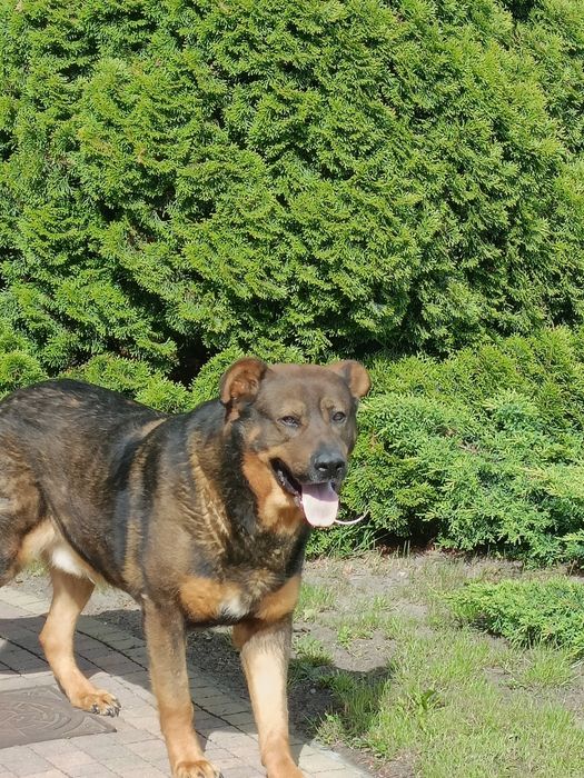 Labrador mieszaniec