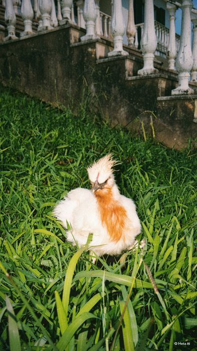 Venda ou troca cruzamento com sedosa do Japão