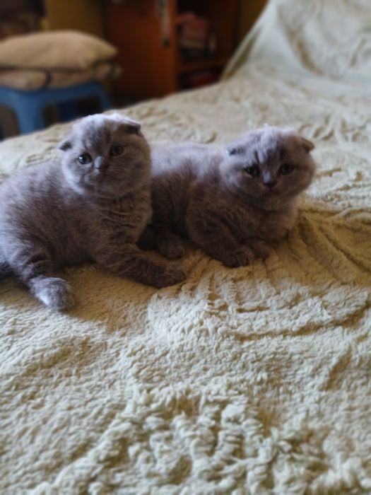 Шотландські кошенята