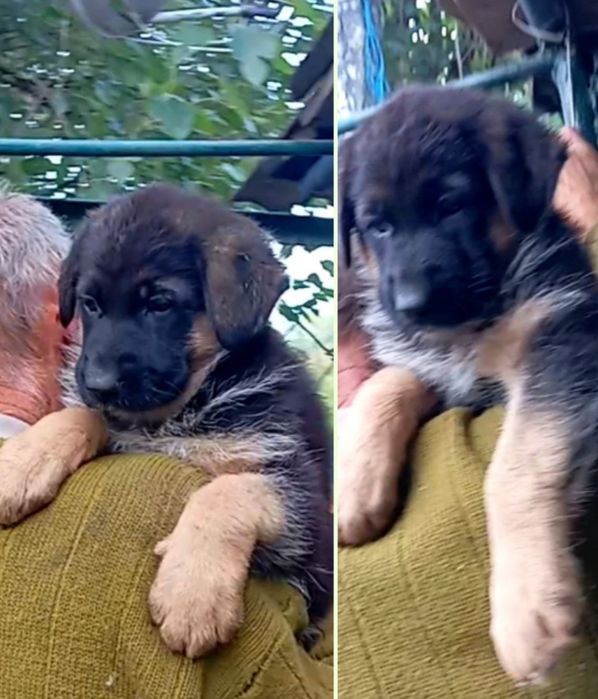 Щенки с родословной от кобеля с йодовым окрасом.