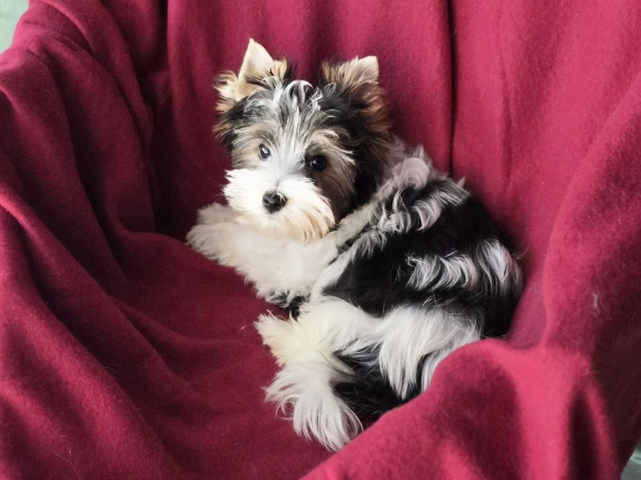 Piesek Yorkshire terrier biewer