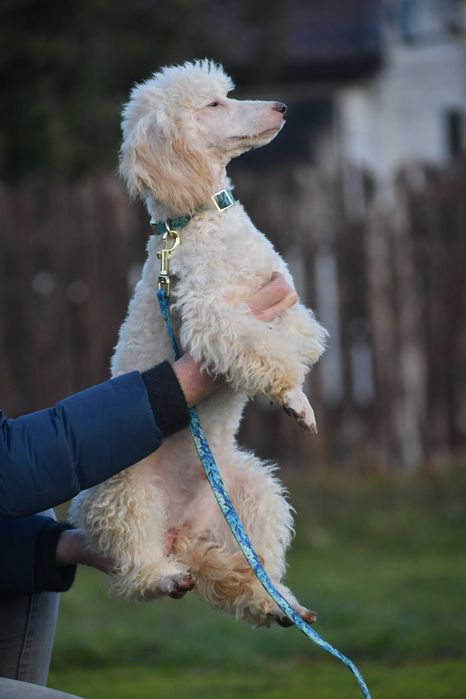 Pudel miniatura piesek