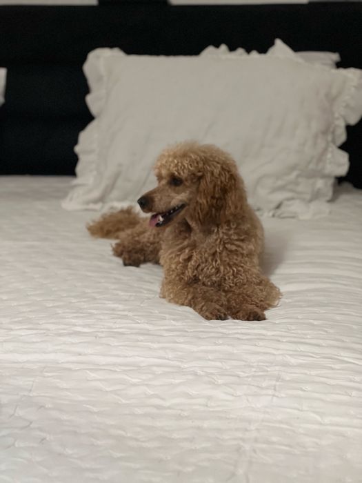 Caniche toy apricot procura namorada na zona norte