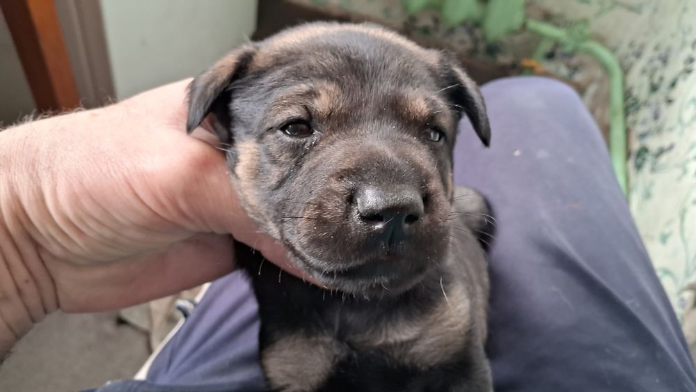 Щенки Гончей собаки