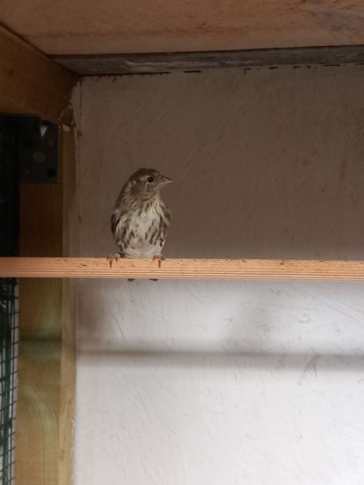 Czyż, czyżyki europejskie