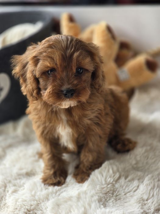 Cavapoo piesek szczeniak