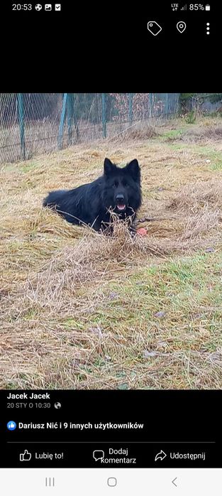 Owczarek Niemiecki Reproduktor