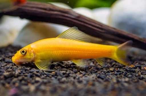 GB Glonojad Syjamski Złoty - dowóz ryb!