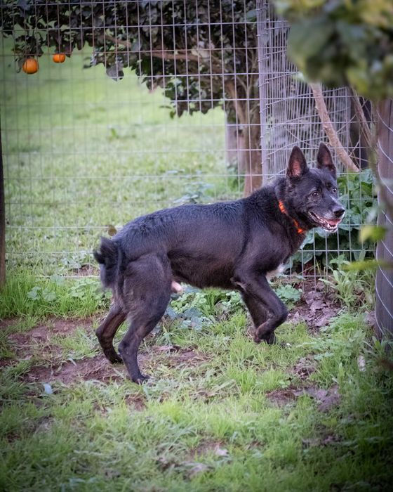 Mickey Para Adoção