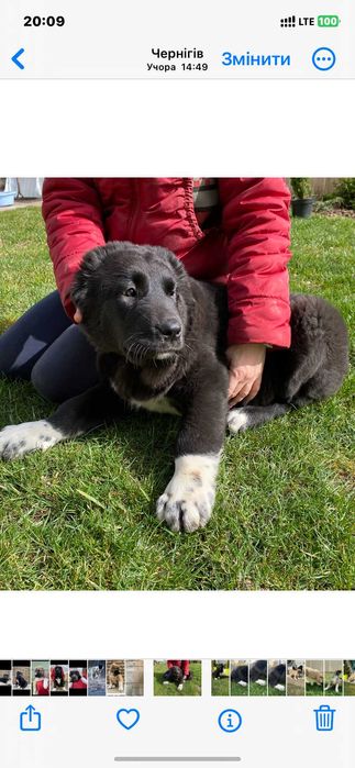 Сао алабай цуценя