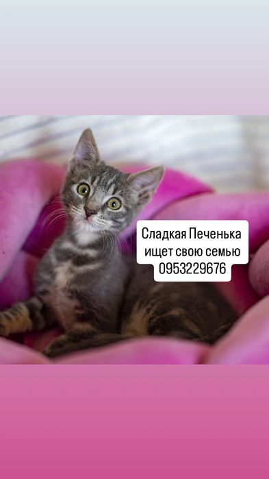 Спасите котенка Печеньку с клетки (бесплатно)