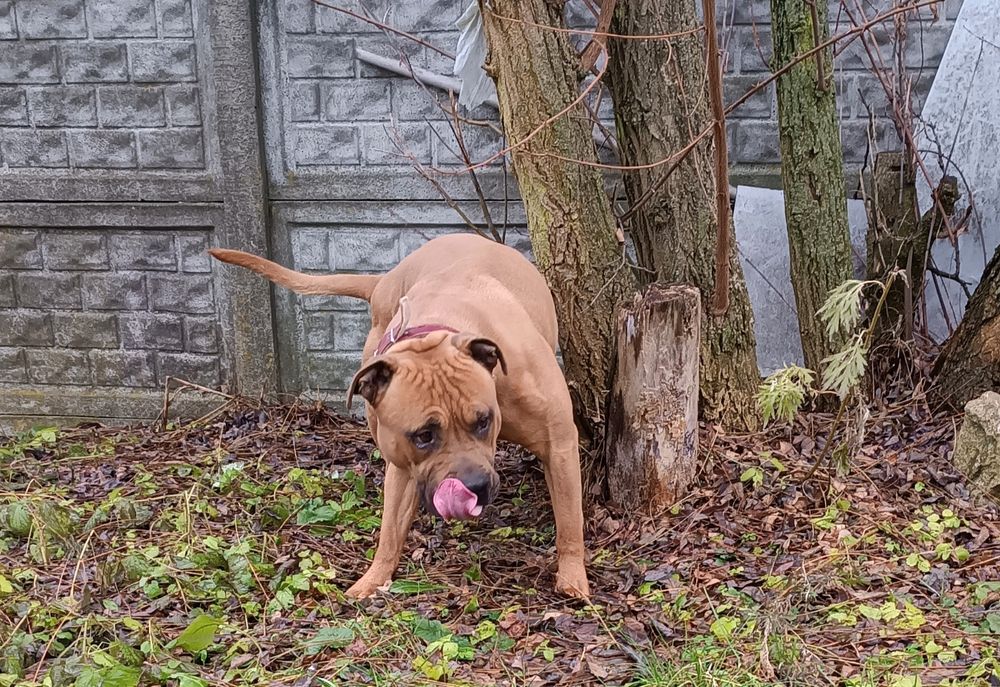 Amstaff "Rudek"szuka dobrego domu