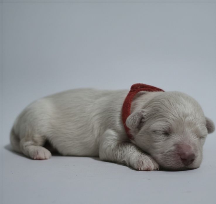 Bichpoo/ pochon suczka bichon frise+pudel toy