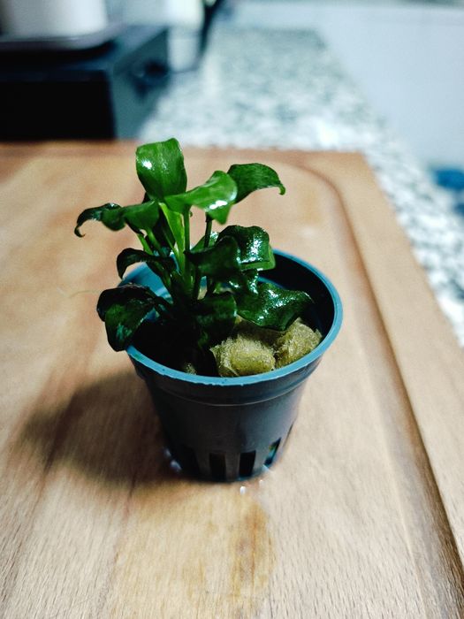 Anubia Barteri var. Nana mini mini