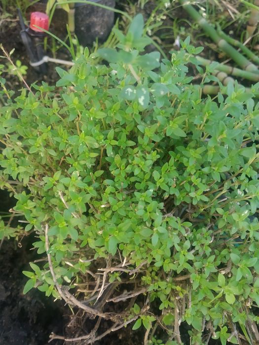 Aromáticas horta da casa