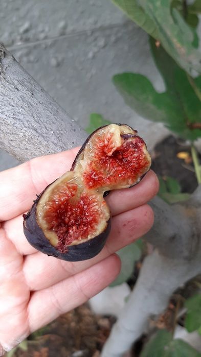 инжир Шави Легви черенки