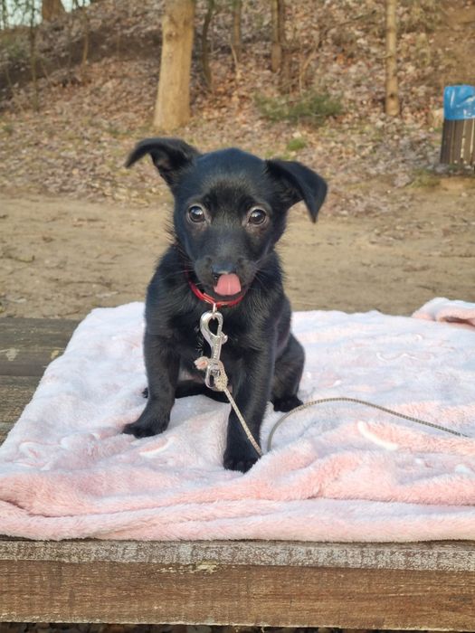 Piękna suczka szuka domu