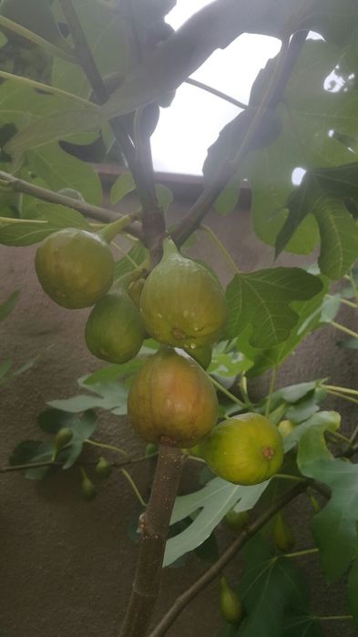 Инжир саженцы с плодами Сорт Далматський