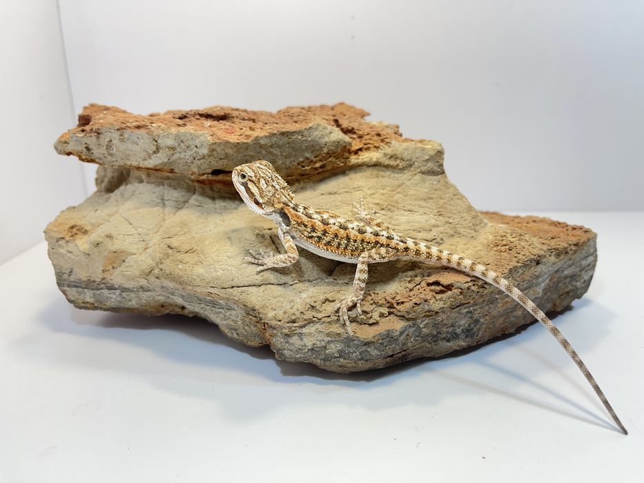 Agama Brodata Agamy brodate