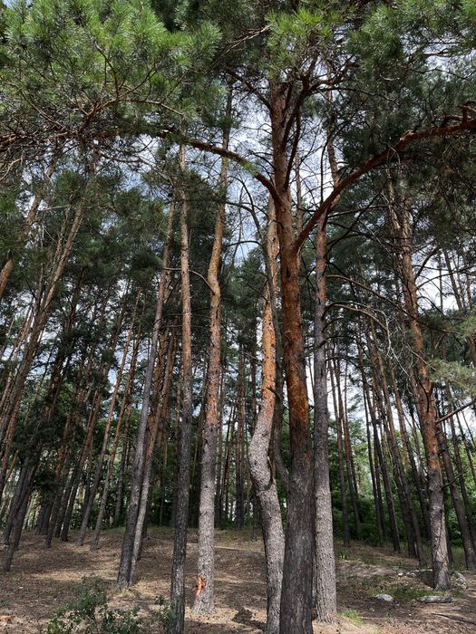 Найкраща пропозиція! Продаж кутової   ділянки  5 соток біля соснового лісу |деально для будівництва будинок. Стара Подусівка СТ Полісся ,