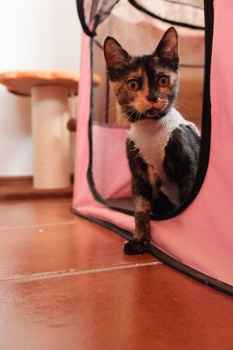 A Zoey procura uma família - gata bebé