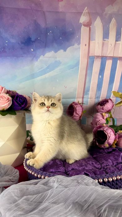 Do sprzedania rodowodowy kocurek brytyjski krótkowłosy